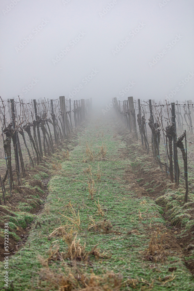 misty autumn vineyards