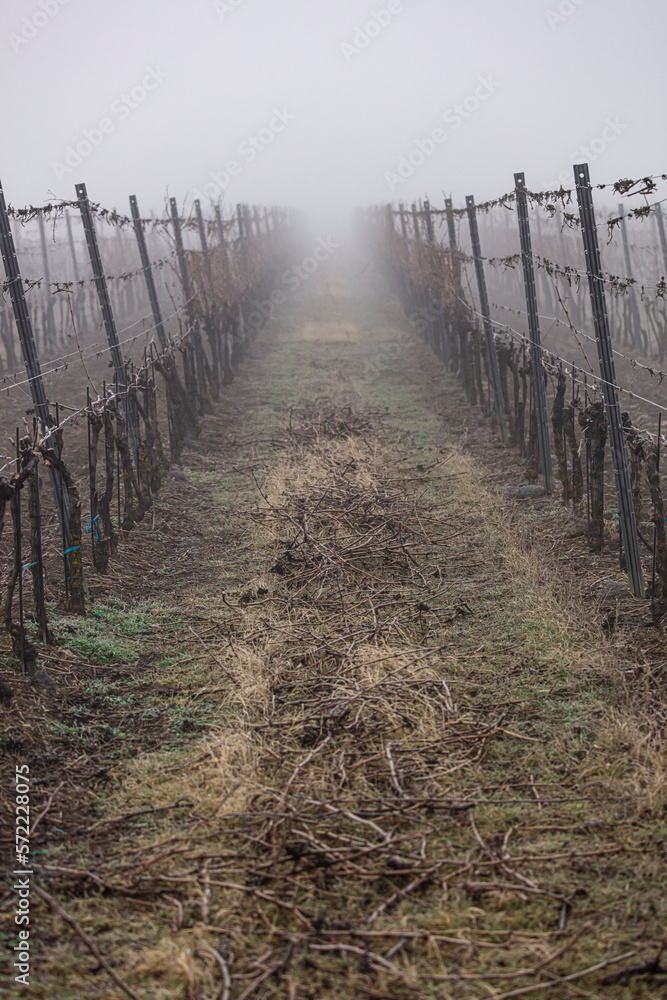 misty autumn vineyards