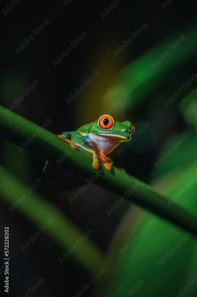 Obraz premium Wild green frog at night, with red eyes. From Costa Rica
