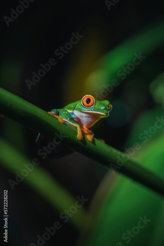 Wild green frog at night, with red eyes. From Costa Rica