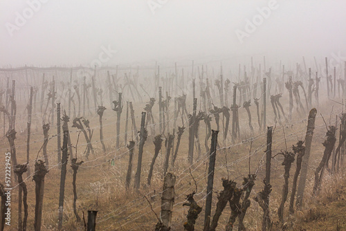 misty vineyards in winter time