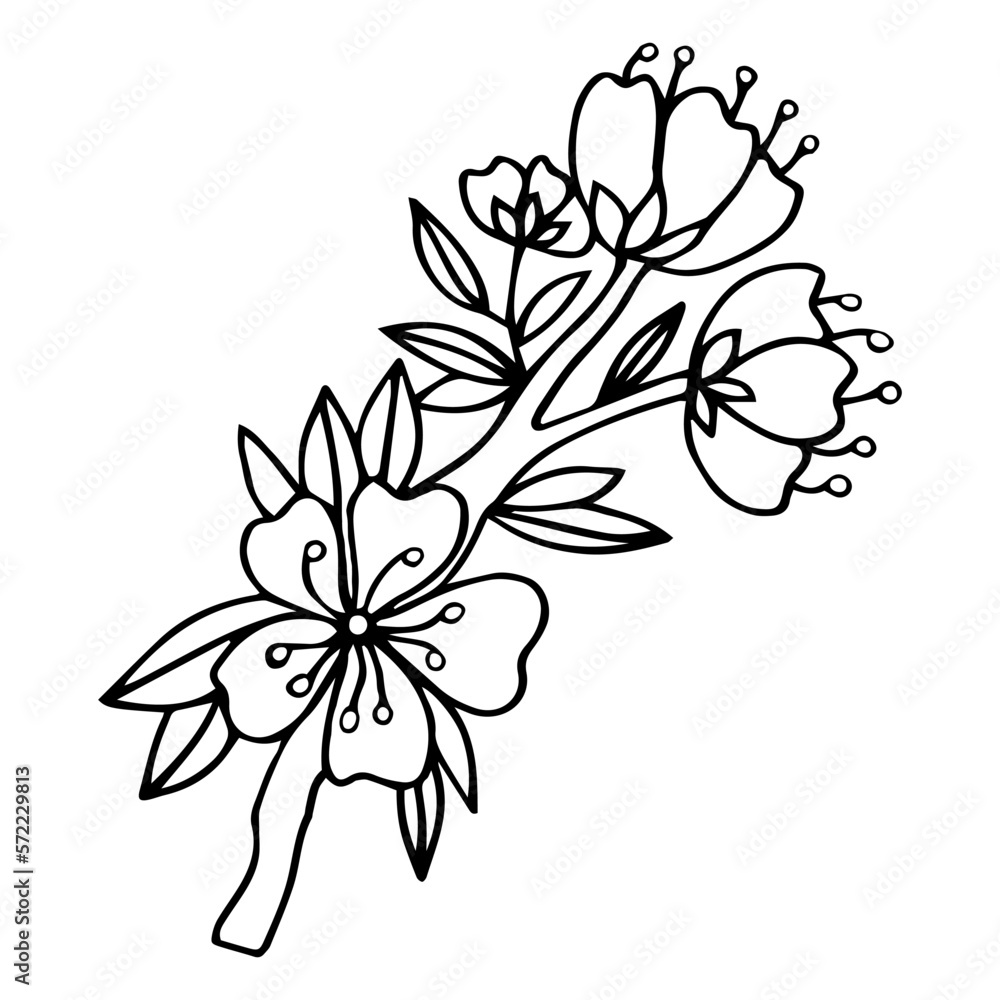 Flower art line. Sakura or Apple blossoms in vector isolated on white background. Spring flowers drawn in black and white line. Icon or symbol of spring and flowers.Doodle outline. Sketch. Flower art line. Sakura or Apple blossoms in vector isolated on white background. Spring flowers drawn in black and white line. Icon or symbol of spring and flowers.Doodle outline. Sketch.