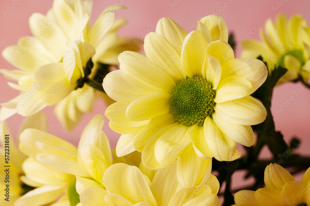 Yellow chrysanthemum, abstract feminine background, Mother's day concept Yellow chrysanthemum, abstract feminine background, Mother's day concept