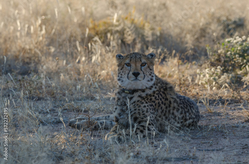 okonjima Südafrika