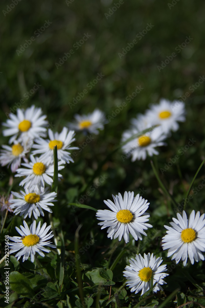 Wild daisy flowers in green grass close up Wild daisy flowers in green grass close up