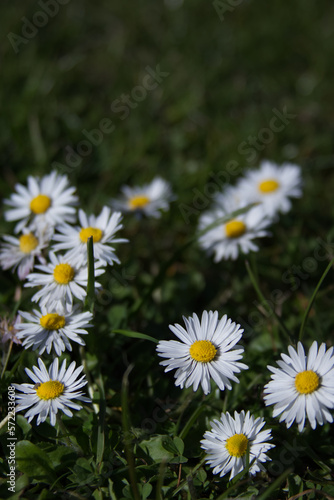 Wild daisy flowers in green grass close up