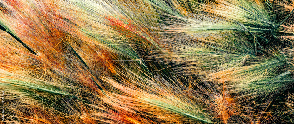 Obraz premium wheat in the wind