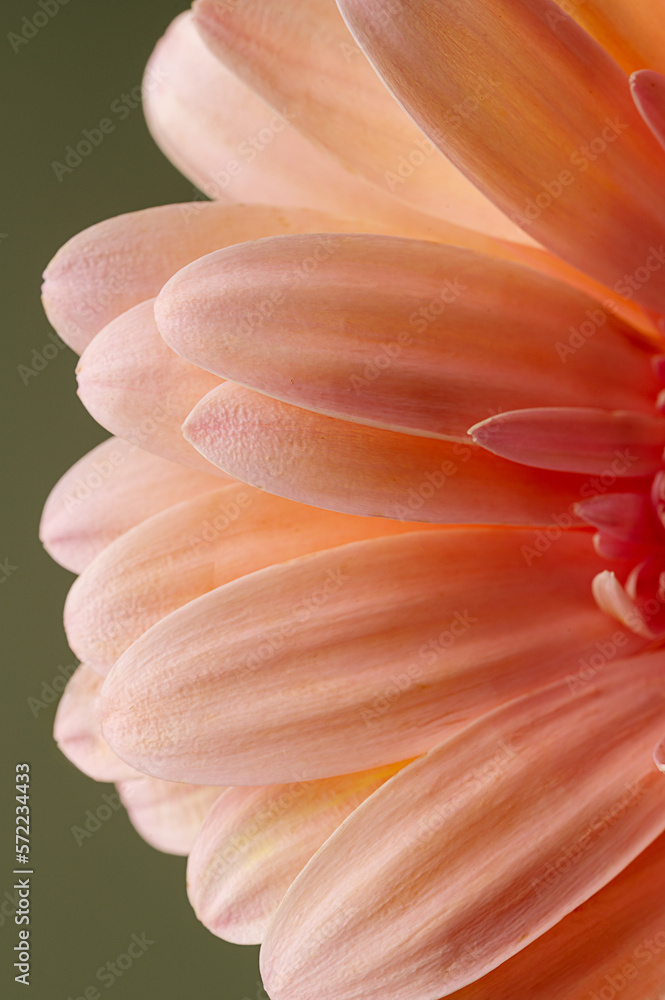 Macro photo of a gerbera petals, fresh flower. Abstract floral background Macro photo of a gerbera petals, fresh flower. Abstract floral background