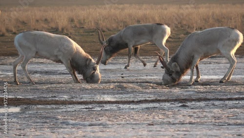 Kalmykia, reserve 