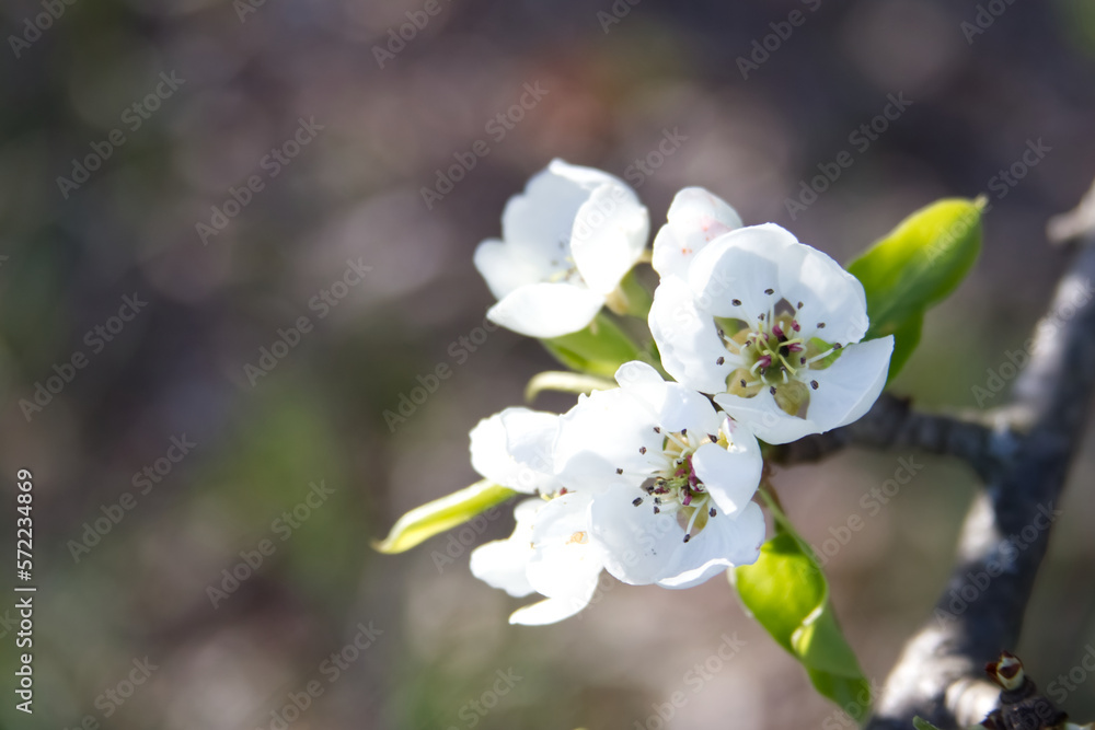 Obraz premium Flowers of a blossoming pear tree branch close-up