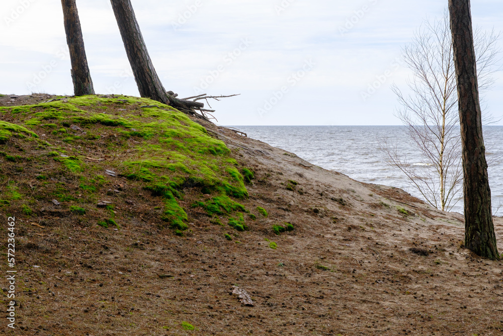 Dunes by the Baltic Sea. Green moss and pines on the hills Dunes by the Baltic Sea. Green moss and pines on the hills