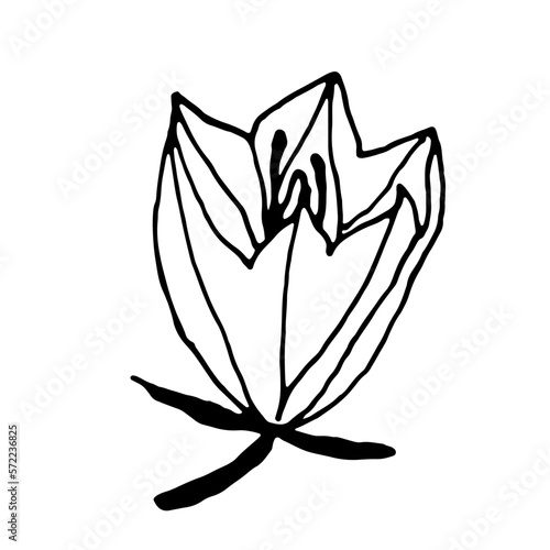 Simple bellflower vector botanical drawing. Isolated flower and leaves. Monochrome bluebell design element. Black wildflower on white background.