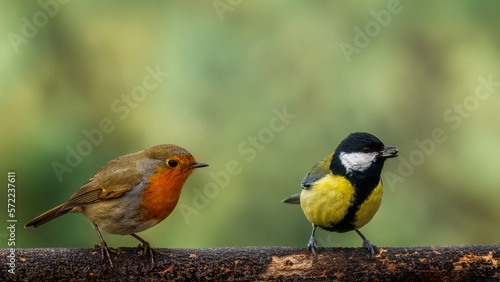 Robin and Great Tit 
