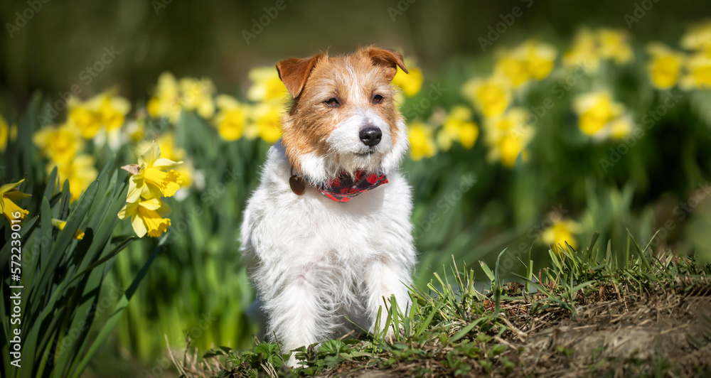Happy cute pet dog sitting in easter daffodil flowers. Spring forward, springtime banner, background.
