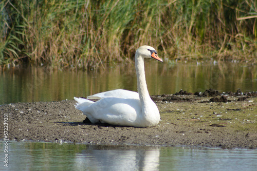 Closeup of white swan sitting on a strip of land on the lake