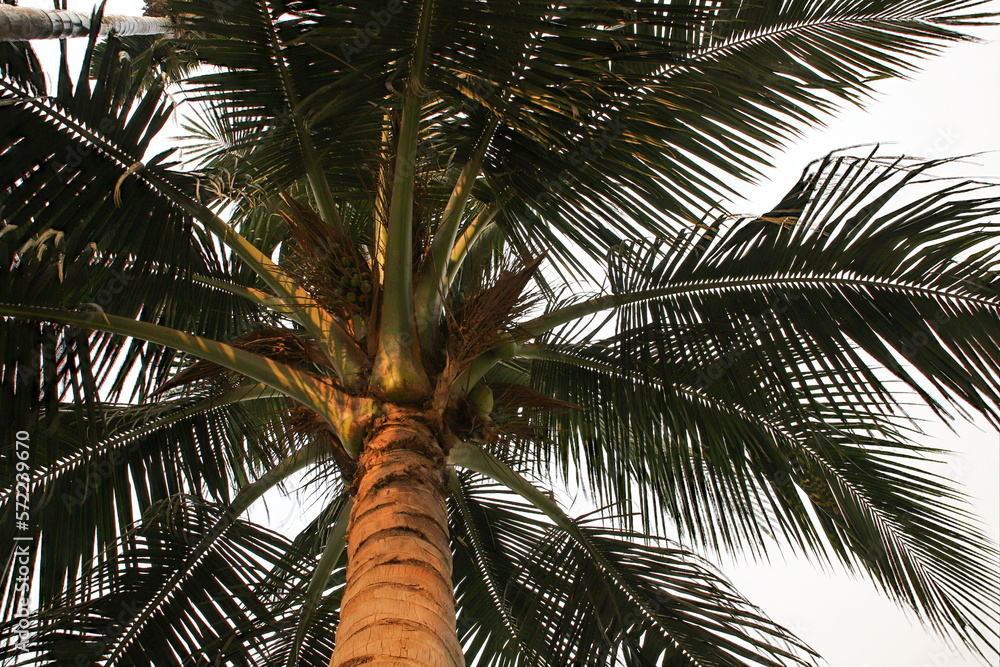Obraz premium Coconut tree