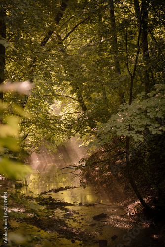 Fototapeta Naklejka Na Ścianę i Meble -  Promienie słoneczne w lesie