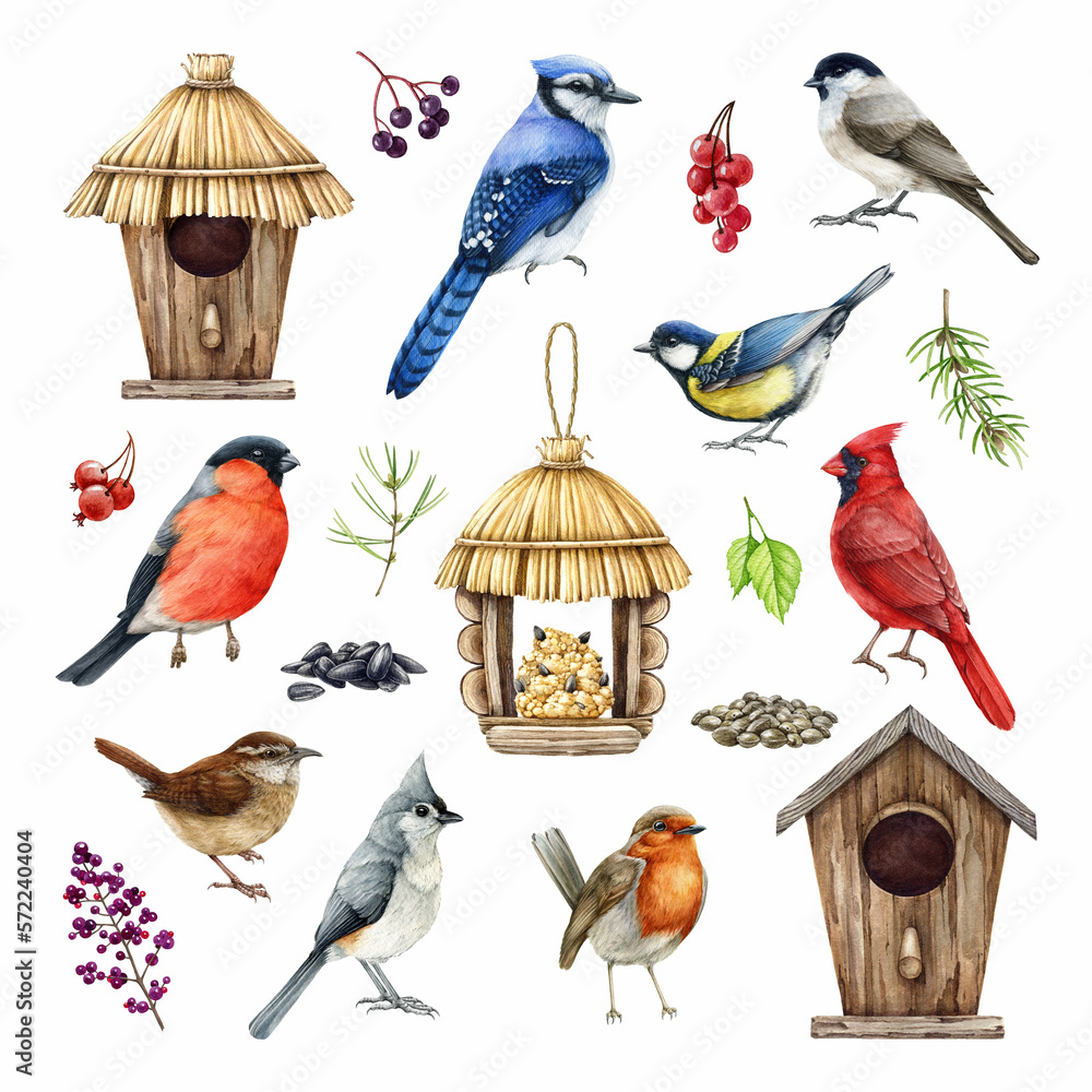 Backyard birds, birdhouse, feeder, natural elements illustration set ...