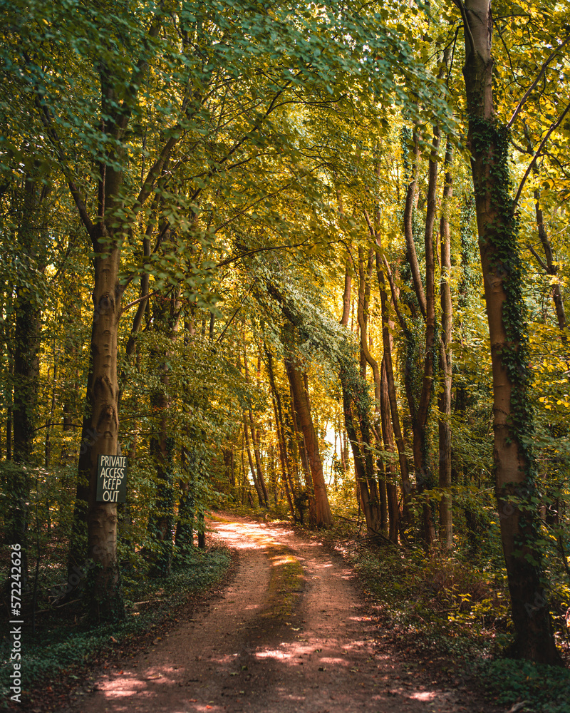 path in autumn forest in the sun