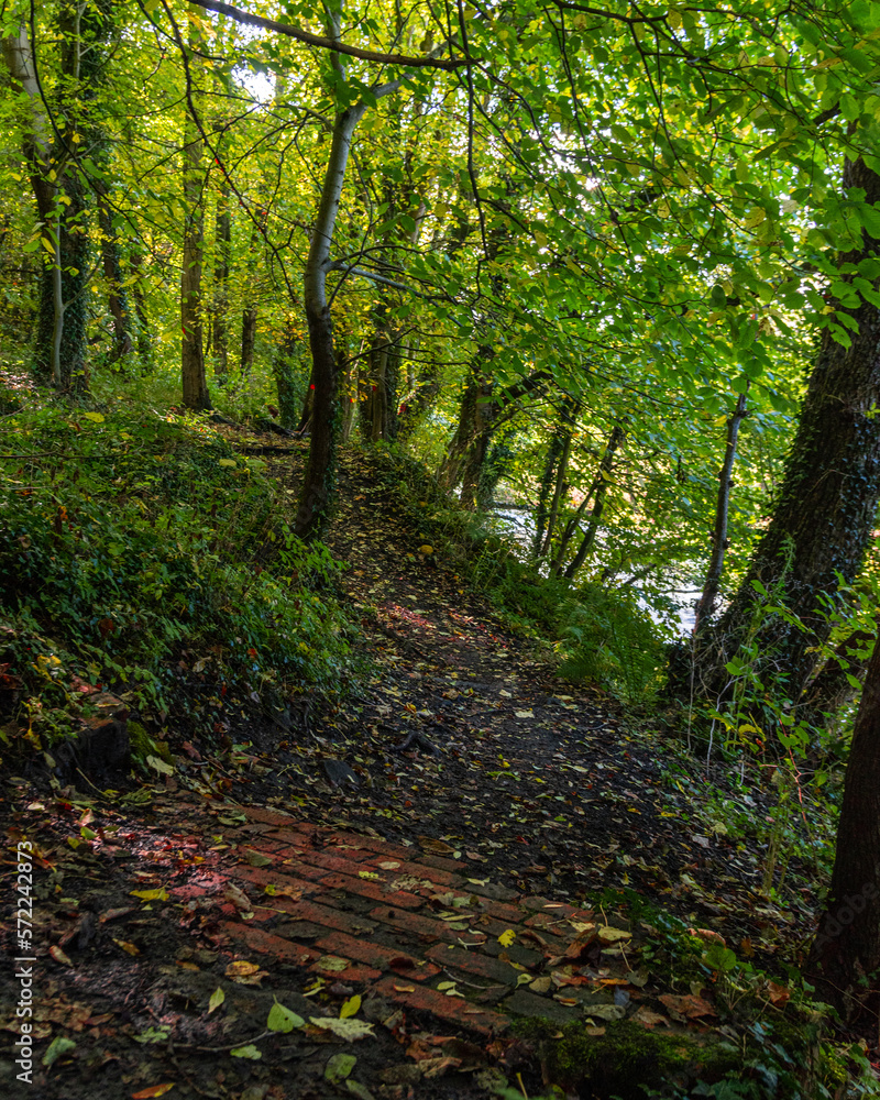 Obraz premium path in the forest