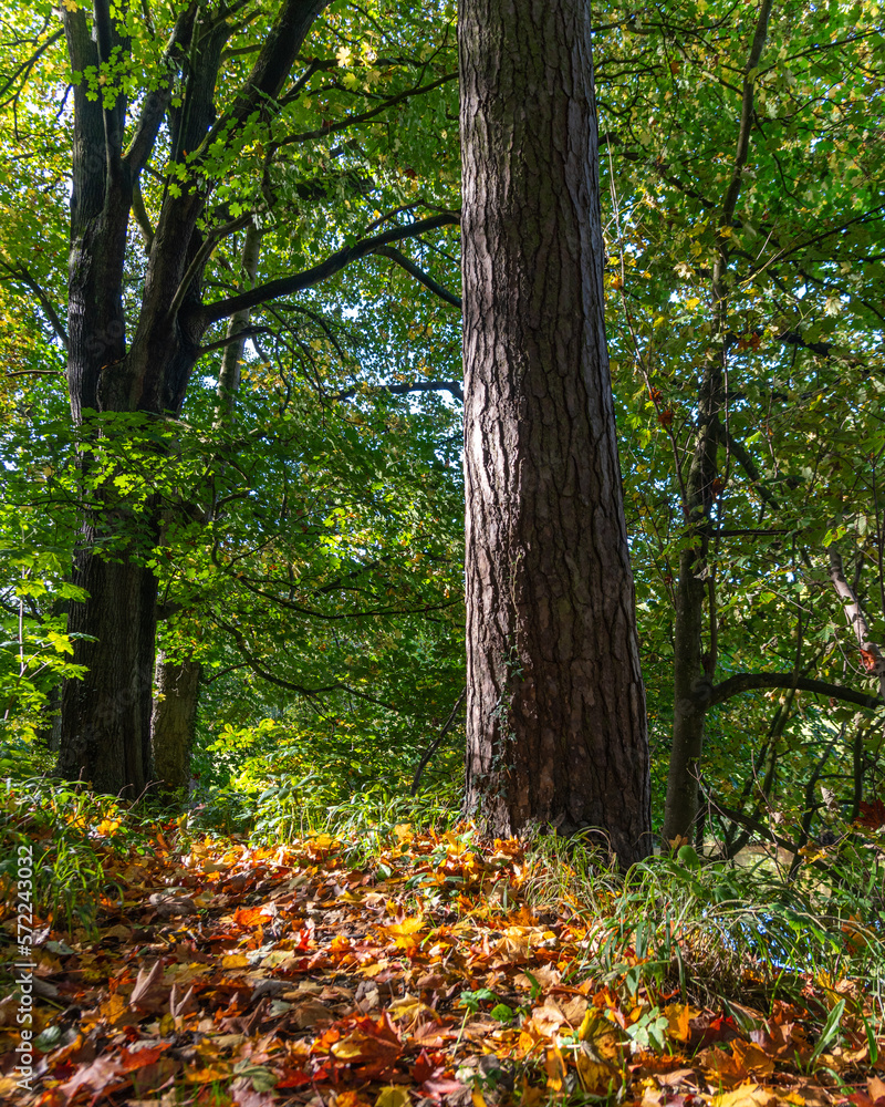 Obraz premium autumn in the forest in the sun