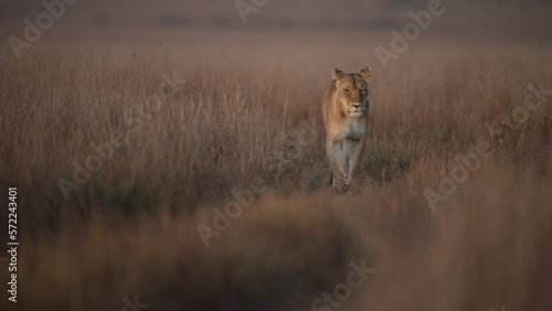 A lioness is walking towards the camera in the Serengeti national park in Tanzania. 4K 60fps in 40% slow motion.  photo