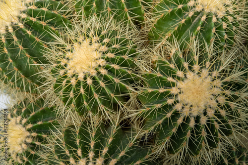 Primer plano de una clase de cactus con las amarillas púas sobresaliendo de la planta en un invernadero de Madrid.
