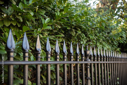 fence and plants