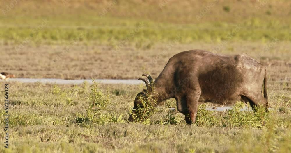 Herd Of Bubalus Bubalis (Water Buffalo) GrazingSlow Motion Image Herd Of Bubalus Bubalis (Water Buffalo) GrazingSlow Motion Image