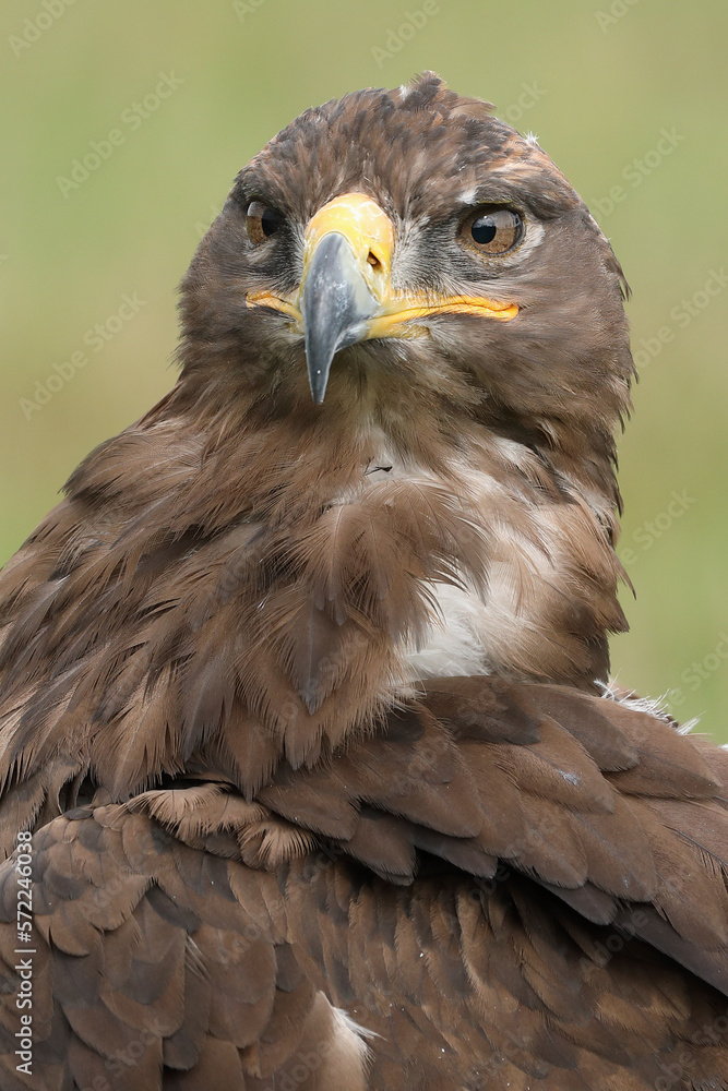 Portrait of a Steppe Eagle against a green background
Portrait of a Steppe Eagle against a green background
