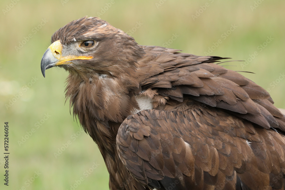 Portrait of a Steppe Eagle against a green background
Portrait of a Steppe Eagle against a green background