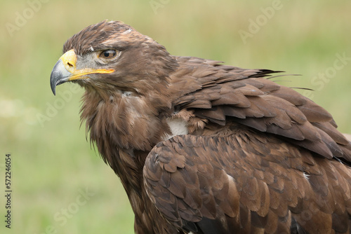 Portrait of a Steppe Eagle against a green background 