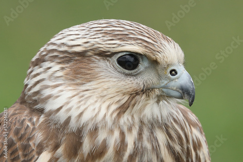 Portrait of a Saker Falcon against a green background
 photo