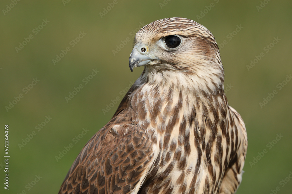 Portrait of a Saker Falcon against a green background
Portrait of a Saker Falcon against a green background