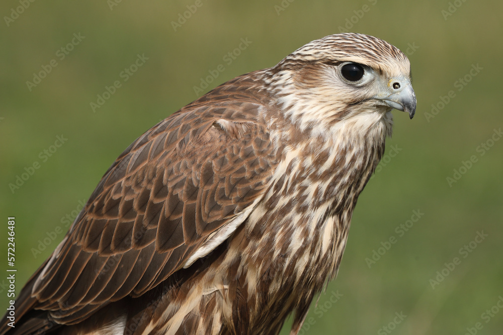Portrait of a Saker Falcon against a green background
Portrait of a Saker Falcon against a green background