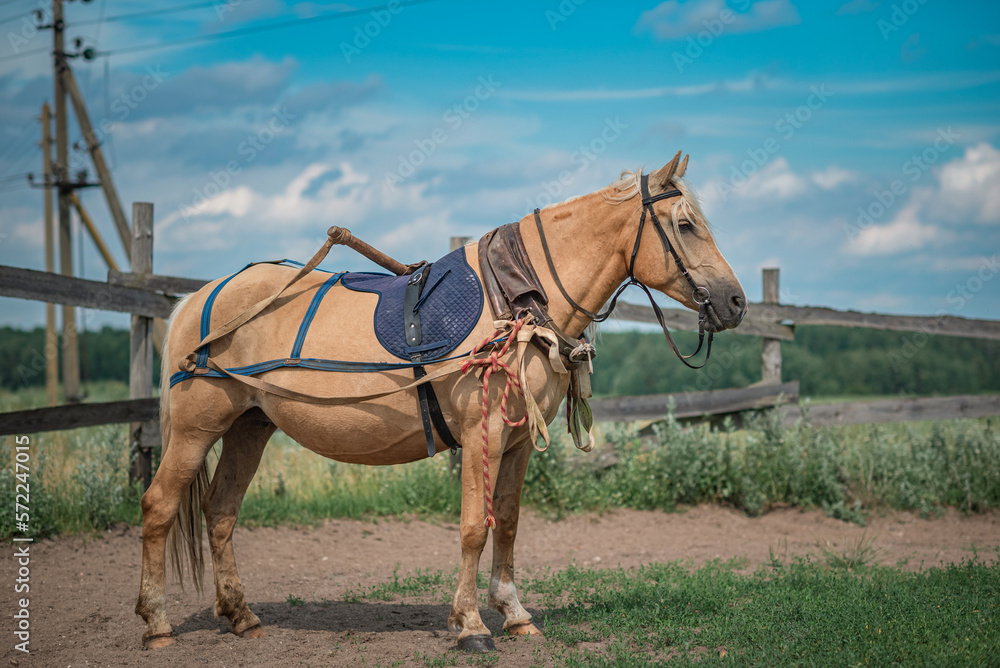 Beautiful thoroughbred horses graze on a summer meadow. Beautiful thoroughbred horses graze on a summer meadow.
