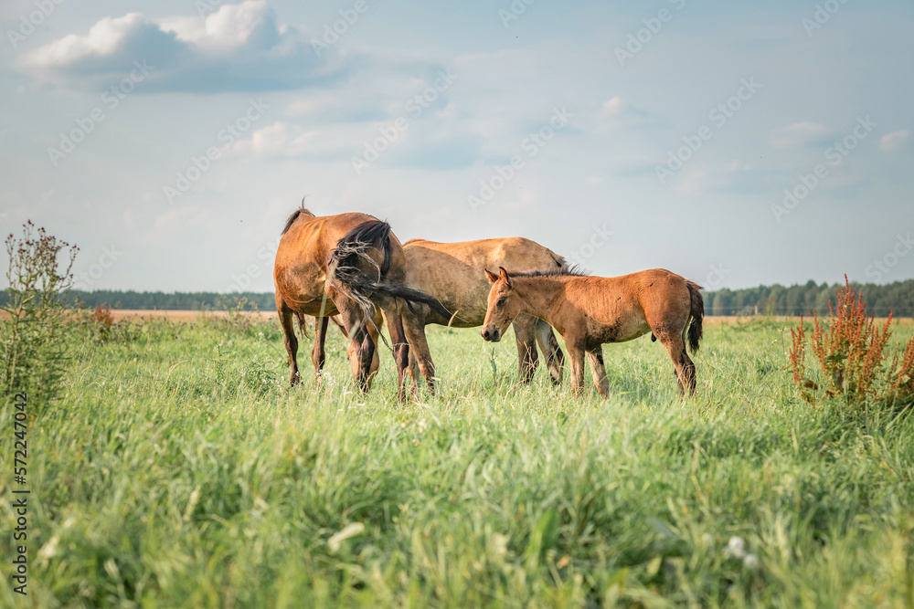 Beautiful thoroughbred horses graze on a summer meadow. Beautiful thoroughbred horses graze on a summer meadow.