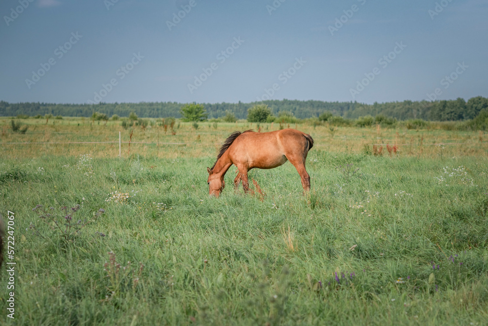 Beautiful thoroughbred horses graze on a summer meadow. Beautiful thoroughbred horses graze on a summer meadow.