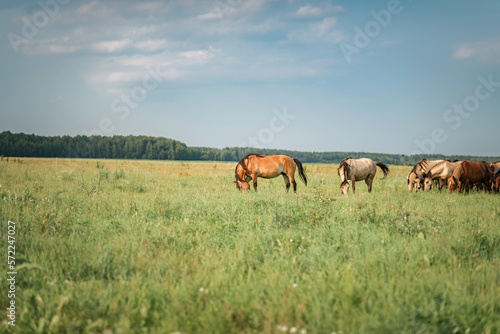 Beautiful thoroughbred horses graze on a summer meadow. © shymar27