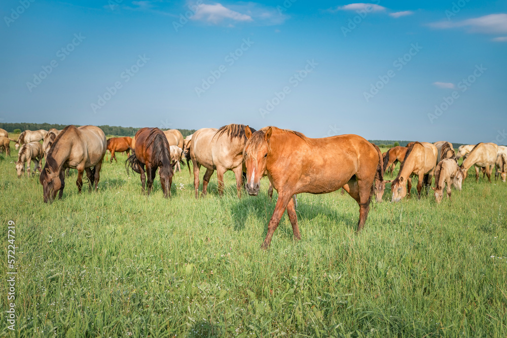 Beautiful thoroughbred horses graze on a summer meadow.