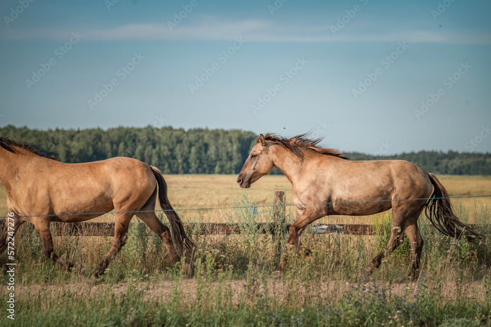 Beautiful thoroughbred horses graze on a summer meadow. Beautiful thoroughbred horses graze on a summer meadow.