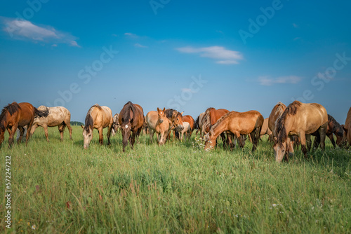 Beautiful thoroughbred horses graze on a summer meadow. © shymar27