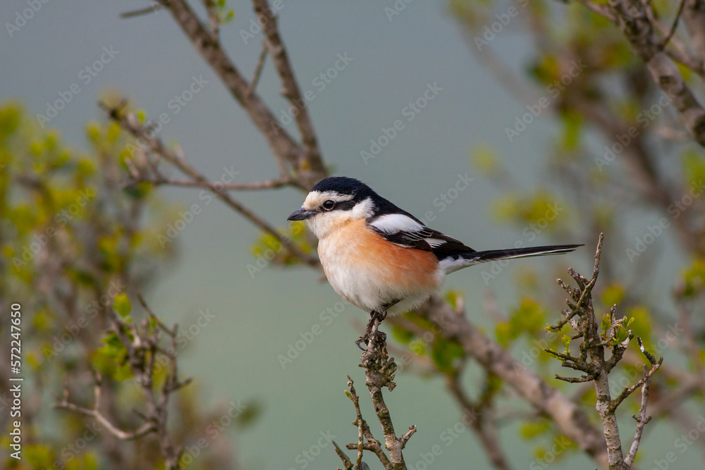 bird looking around in woodland, Masked Shrike, Lanius nubicus bird looking around in woodland, Masked Shrike, Lanius nubicus