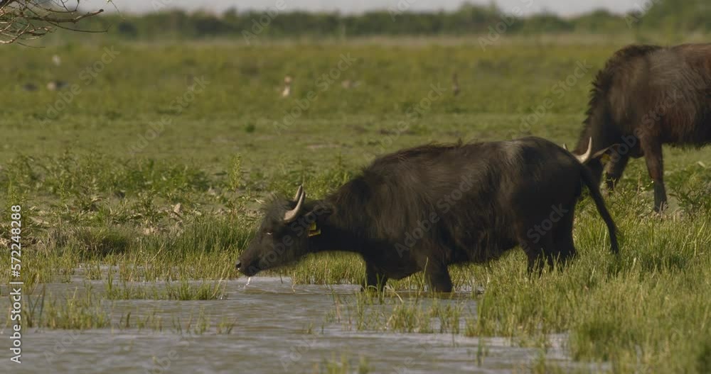 Herd Of Bubalus Bubalis (Water Buffalo) GrazingSlow Motion Image Herd Of Bubalus Bubalis (Water Buffalo) GrazingSlow Motion Image