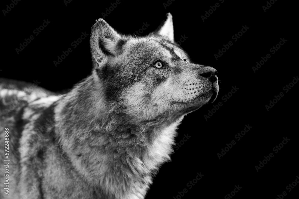 Portrait of a grey wolf with a black background