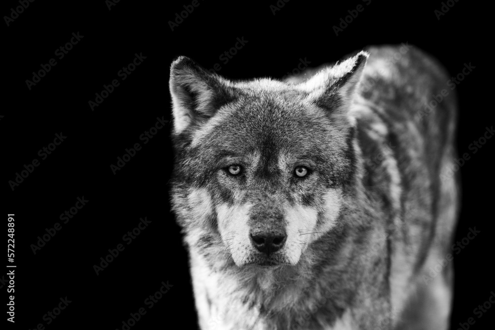 Portrait of a grey wolf with a black background