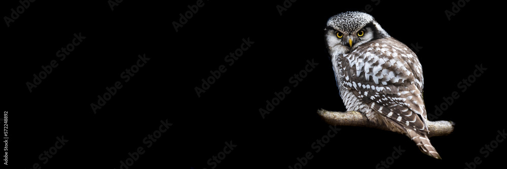 Template of a northern hawk-owl with a black background