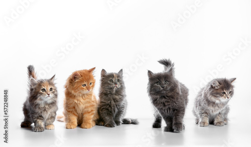 group portrait cute 5 week old kittens looking in different directions isolated on white background