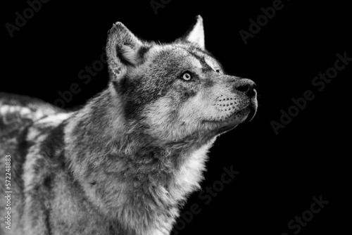 Portrait of a grey wolf with a black background © AB Photography