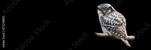 Obraz na płótnie Template of a northern hawk-owl with a black background w salonie